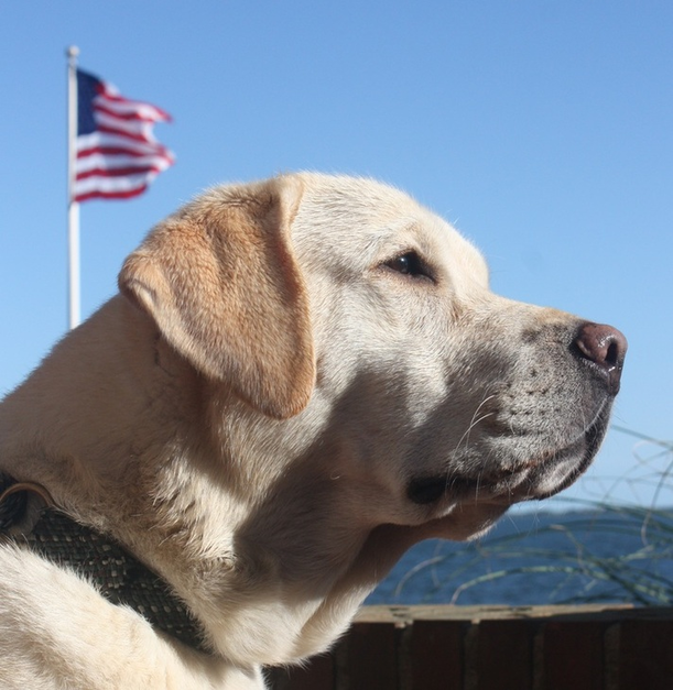 Girls FALLINE LABRADORS